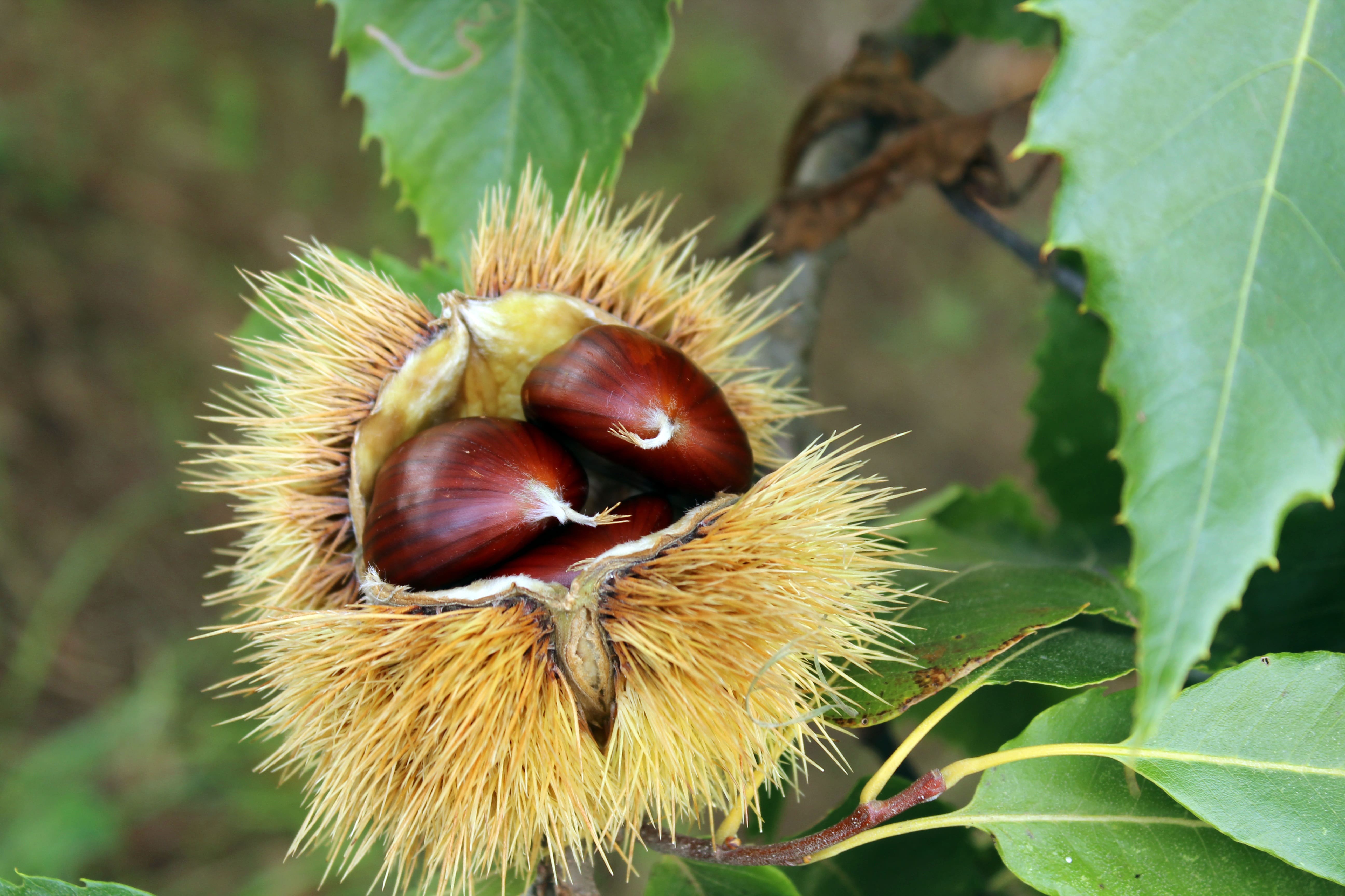 Raw Chestnut Honey – Aphrodite Honey